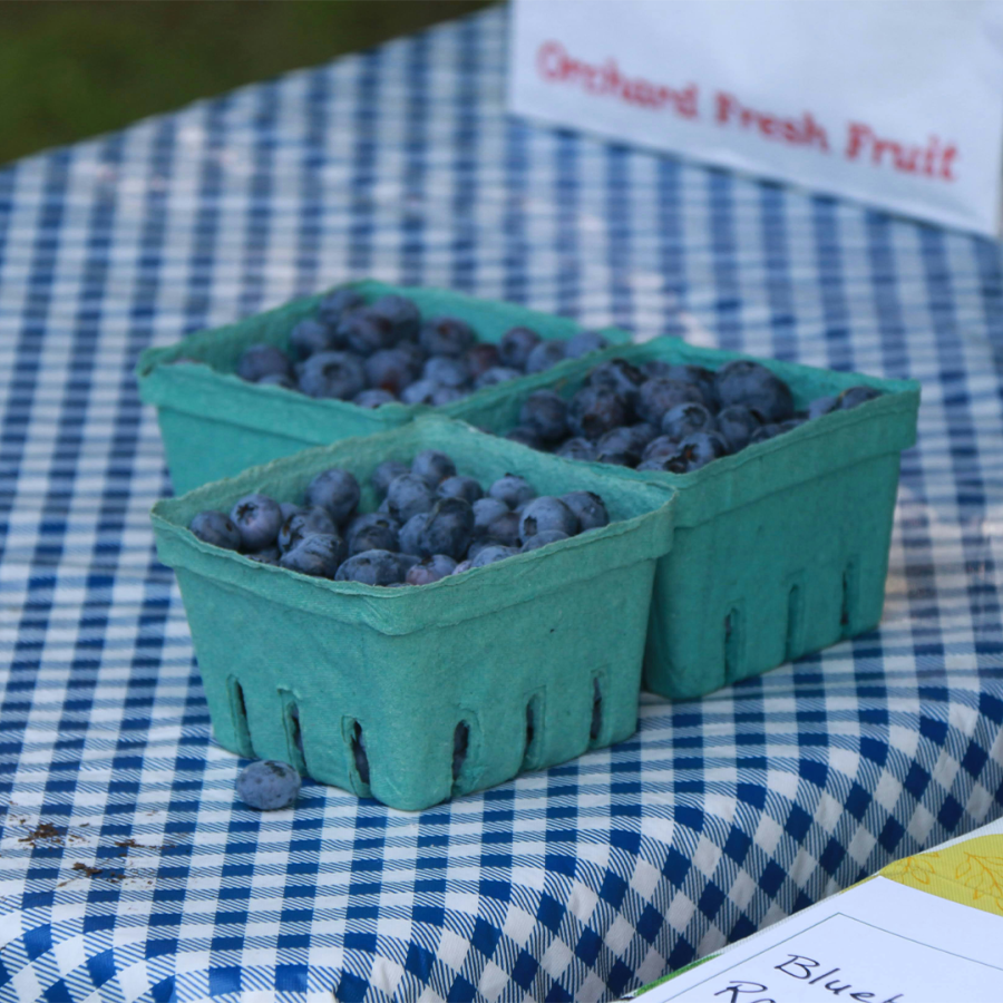 CUBA Blueberry