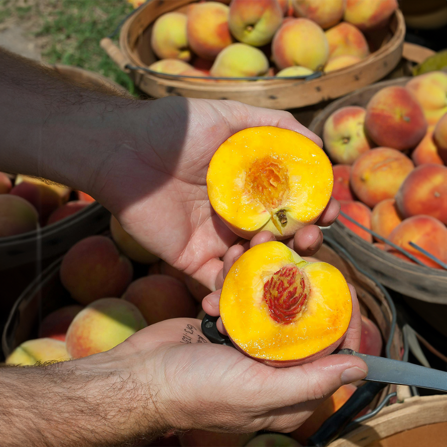 CUBA Peach