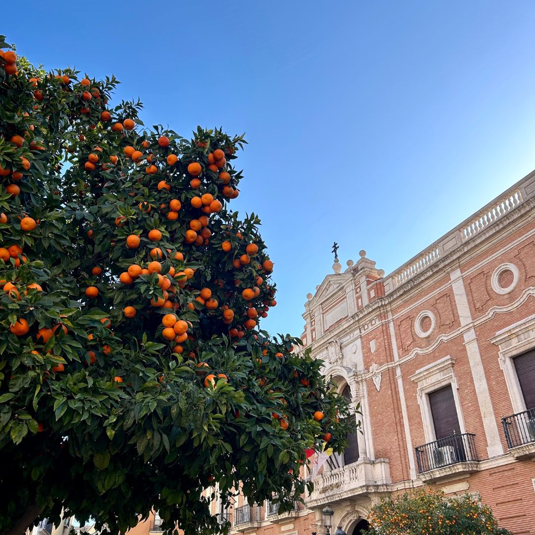 HELWIT Orange
