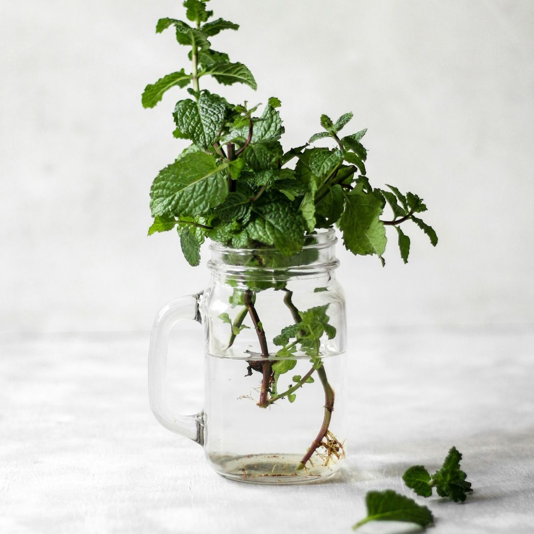 ZYN Spearmint