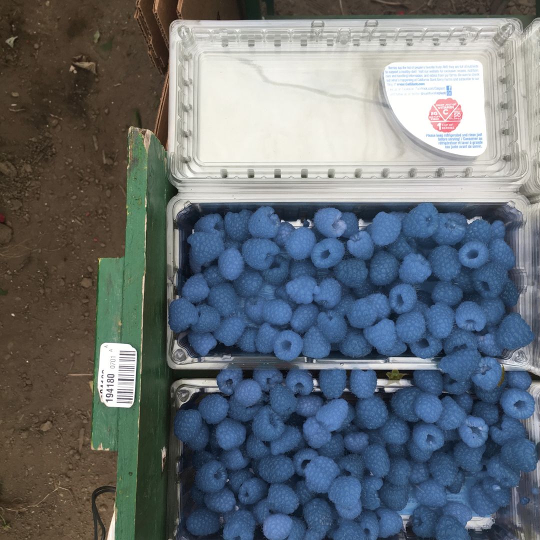 PABLO Gold Blue Raspberry