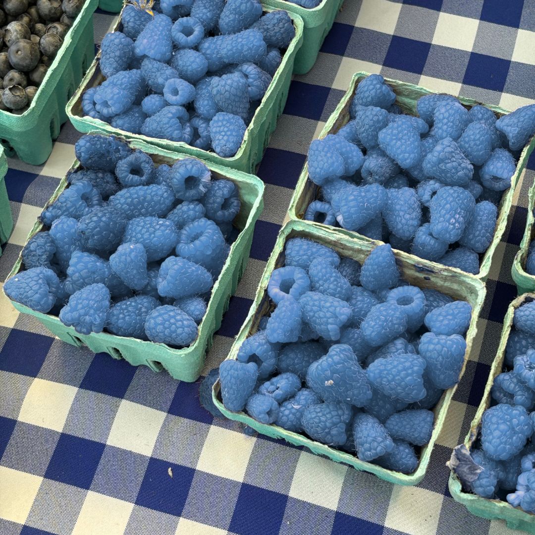 PABLO Exclusive Blue Raspberry