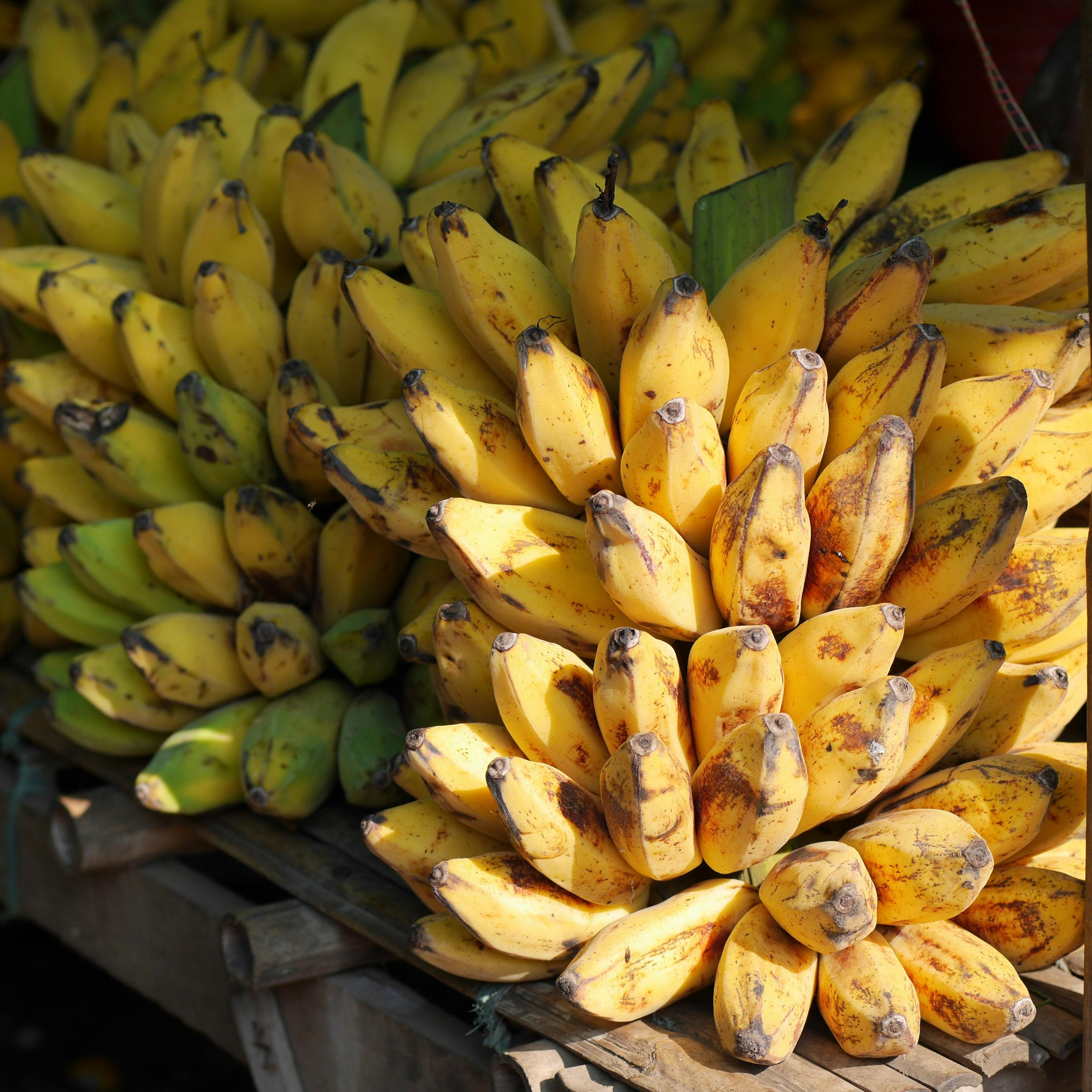 HELWIT Banana
